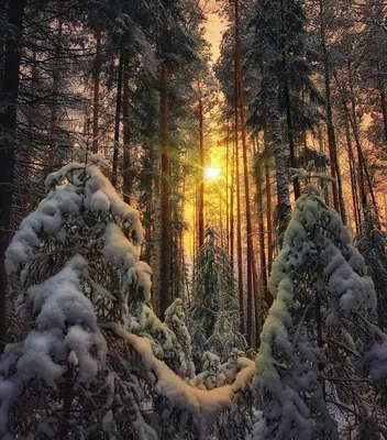 Зимний лес снегопад - фото и картинки: 31 штук