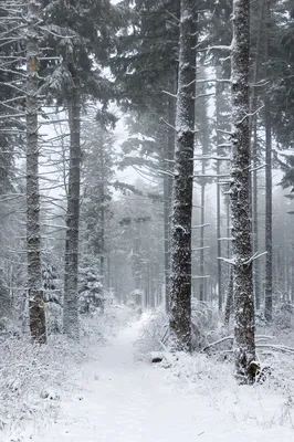 Чарующий зимний лес - обои на телефон