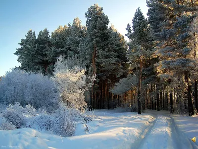 Фото Зимний лес с рекой, by ElenaDudina