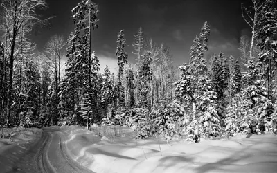 Обои зима, лес, снег, деревья, пейзаж, природа, поляна, кусты, зимний лес  картинки на рабочий стол, раздел природа - скачать