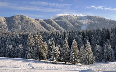 Обои зимний лес, вид сверху, ель, снег картинки на рабочий стол, фото  скачать бесплатно