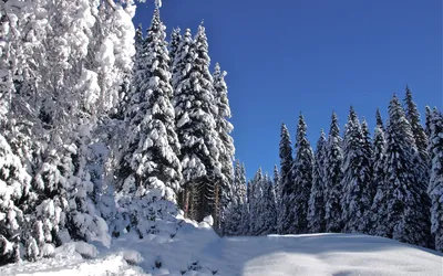 Картинка зимний, лес 1920x1080 скачать обои на рабочий стол бесплатно, фото  142330