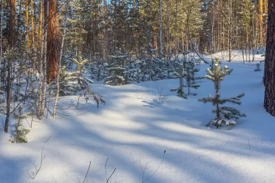 Зимний лес лунной ночью. Фотограф Владимир Кириченко (vlkira)