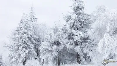 Картинки - Сказочный зимний Лес - подборка лучших фото зимнего леса