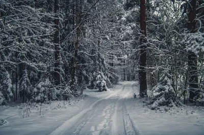 Обои зима, снегопад, зимний лес, зимняя природа, зимний пейзаж, зимняя  дорога, дорога в лесу, снежный лес картинки на рабочий стол, раздел природа  - скачать