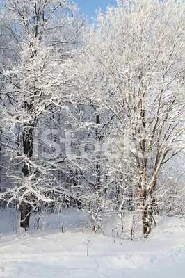 Солнечный Свет Зимний Парк В Снегу Стоковые Фотографии | FreeImages