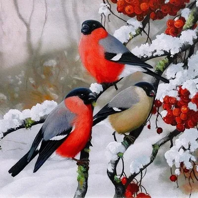 Снегири на дереве рисунок - 76 фото