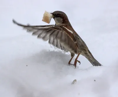 Зимние картинки с птичками красивые - 69 фото