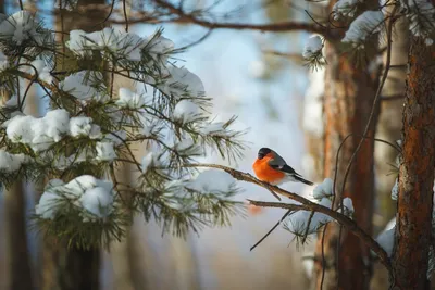 Зимние птицы Омской области. Фотограф Andrey