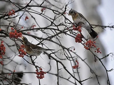 Зимние птицы» — создано в Шедевруме