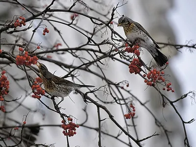 Зимнии птицы 55 картинок