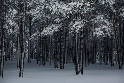 Волшебный зимний лес. Фотограф Смольский Евгений