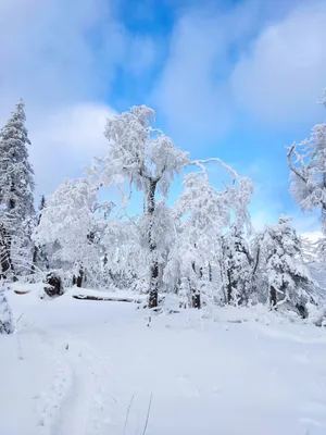 Зимний сказочный лес