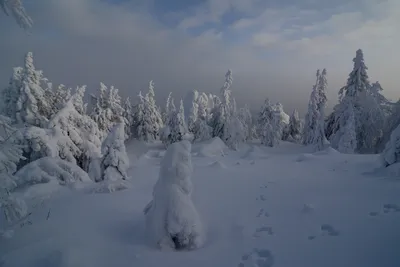 Сказочный зимний лес картинки - 65 фото