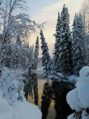 Картинка лес зимний сказочный