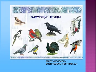 Обучающие карточки: Времена года, Зимующие птицы России (2 комплекта) -  Бук-сток