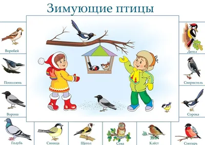 Где зимуют и когда возвращаются перелётные птицы? | Инфографика |  Вопрос-Ответ | Аргументы и Факты