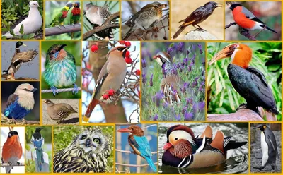 Перелетные птицы башкирии - 64 фото: смотреть онлайн