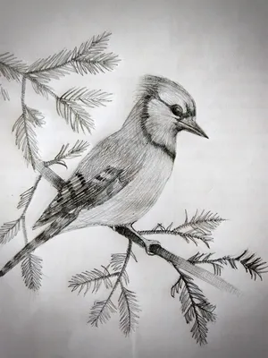 Рисунок птицы зимние карандашом - 67 фото
