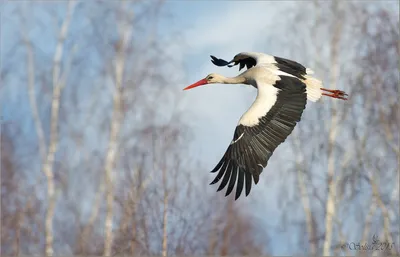 Птицы живущие у реки волги - 65 фото