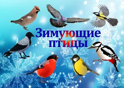 Зимующие птицы югры на прозрачном фоне #21