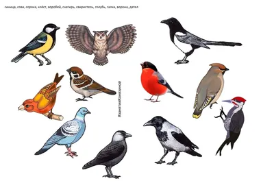 Птицы хмао - 62 фото: смотреть онлайн