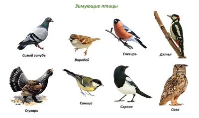 Интерактивная игра: "Какие птицы перелетные, а какие зимующие?" - МБДОУ г.  Иркутска детский сад № 10