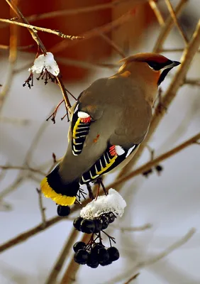 Зимующие птицы беларуси - 69 фото