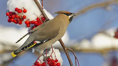 Зимующие птицы - картинки и фото 