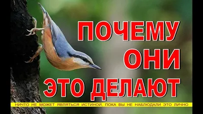 Обучающие карточки: Времена года, Зимующие птицы России (2 комплекта) -  Бук-сток