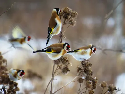 Зимовка птица (40 фото) - красивые фото и картинки 