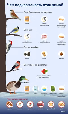 Остаемся зимовать: какие птицы не улетают из Москвы в теплые края - МОСКВА  Новости
