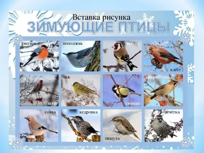 Зимующие птицы Приморского края - 98 фото