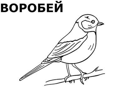 Фауна байкальской природной территории. Птицы | ИРКИПЕДИЯ - портал  Иркутской области: знания и новости