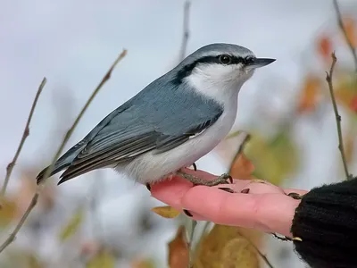 Зимующие птицы Гагарина