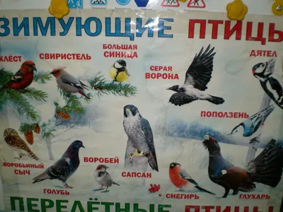 Снегири прилетели: брянцев радуют зимующие птицы • БрянскНОВОСТИ.RU