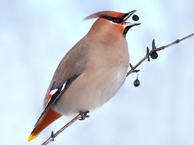 Перелетные зимние птицы - картинки и фото 