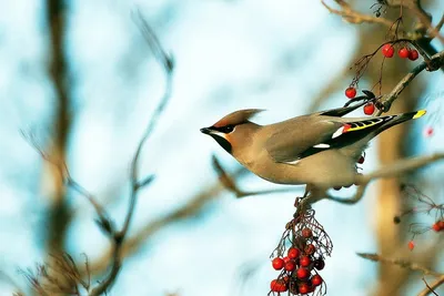 Зимние птицы средней полосы россии - 65 фото: смотреть онлайн