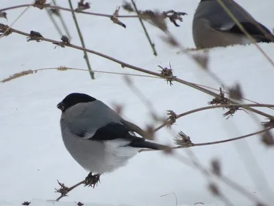 Птицы средней полосы зимой - картинки и фото 
