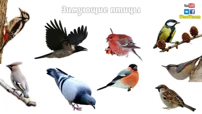 Зимующие птицы сибири картинки