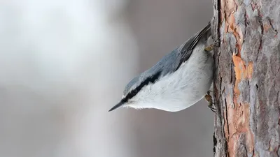Птицы Подмосковья зимой (148 фото) - 148 фото