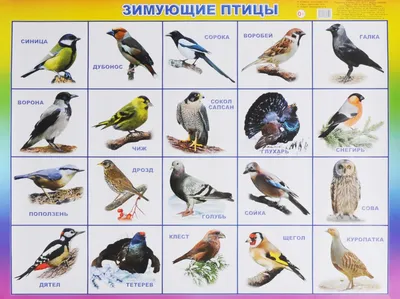Птицы красноярского края картинки - 69 фото