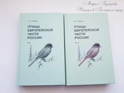 Зимние птицы Сибири - 137 фото