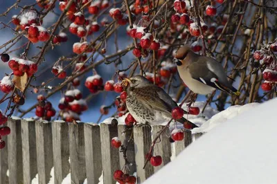 Птицы Самарской области зимой (34 фото) »