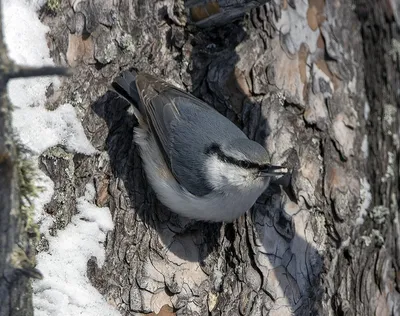 Перелетные птицы алтайского края - 66 фото