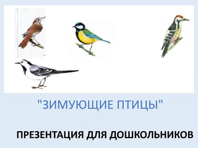 Зимующие птицы России - карточки Монтессори купить и скачать | Зима,  Россия, Птицы