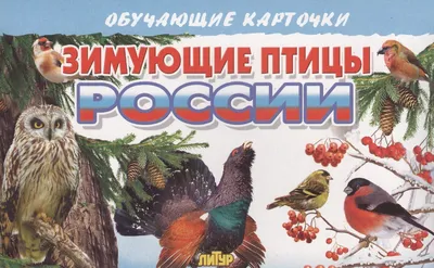 Иллюстрация 16 из 22 для Карточки Зимующие птицы России | Лабиринт - книги.  Источник: Степанова Елена