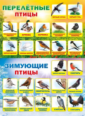 Итоги конкурса «Знакомьтесь, зимующие птицы Приамурья!». |  | Зея  - БезФормата