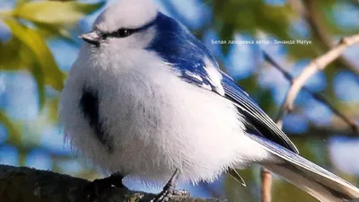 Где птицы зимуют - МК Астрахань