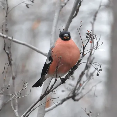 Фон зимующие птицы - 67 фото